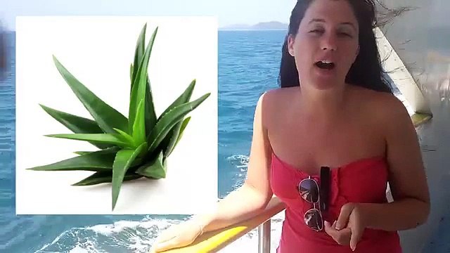 L`aloe vera une belle plante mmiraculeuse