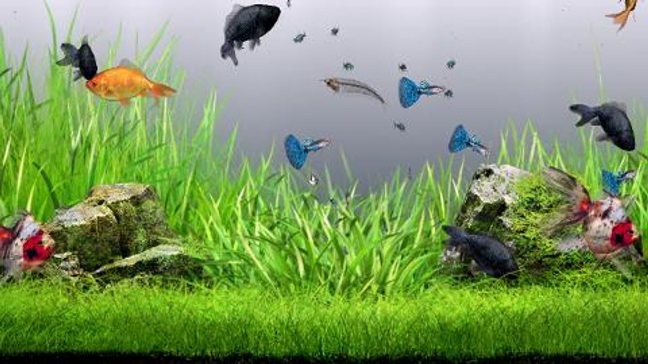 Aquazone Desktop Garden – Herstellervideo