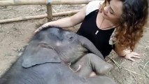 El pequeño elefante que enternece las redes sociales