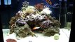 29 Gallon Nano Reef