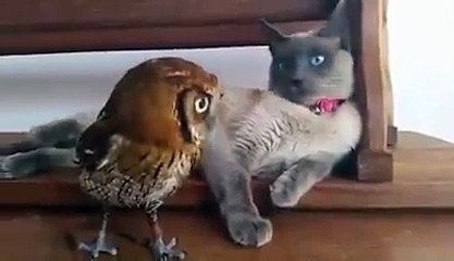 Ce chat joue avec son ami