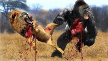 Most Amazing Wild Animal Attacks - lion, anaconda, deer, Crocodile