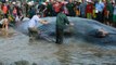 Vietnam fishermen rescued whale was stranded on the beach