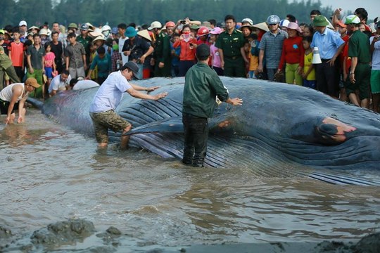 Vietnam fishermen rescued whale was stranded on the beach