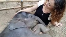 El pequeño elefante que enternece las redes sociales