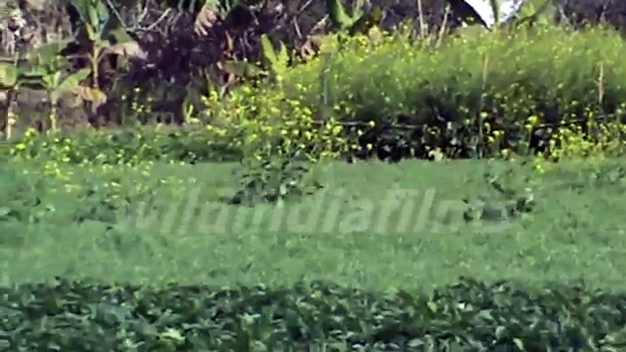 Blooming mustard flowers and potato trees in a field in west bengal