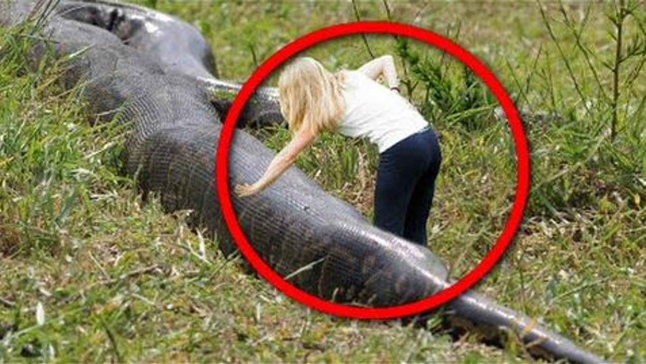 Giant Anaconda - World's Biggest Snake Found on Earth - Largest Snake - Longest Python