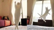 Miruko the ballerina cat is the new twinkle-toes