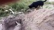 Un chien enterre un autre chien mort - Tellement émouvant