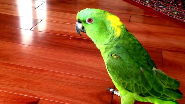 Un perroquet pris d'une crise de fou-rire.. Enorme!!!