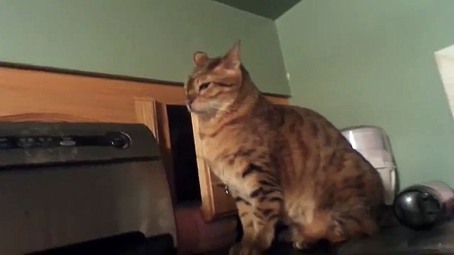 Le chat le plus sournois du monde