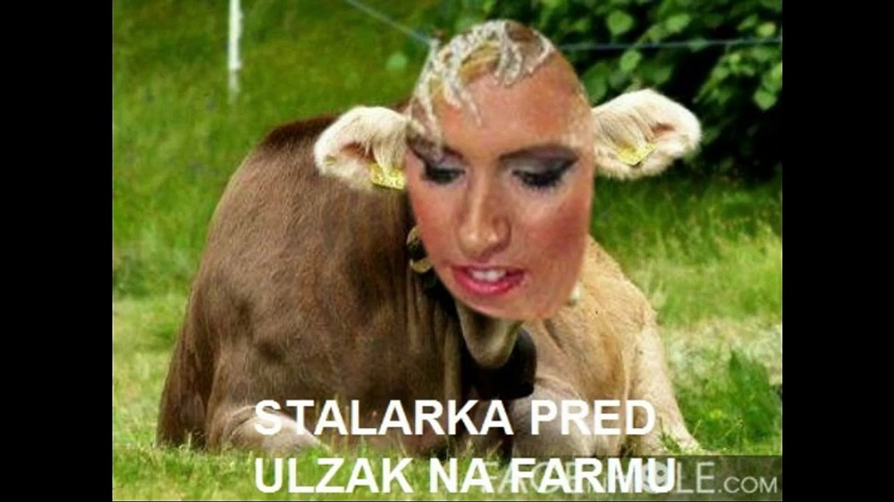 STALARKA NA FARMI 7