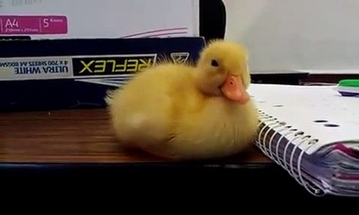 Le caneton qui avait trop fait la fête.