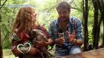 Amores Perros y Otros Amores - Perros Pila Mexicanos