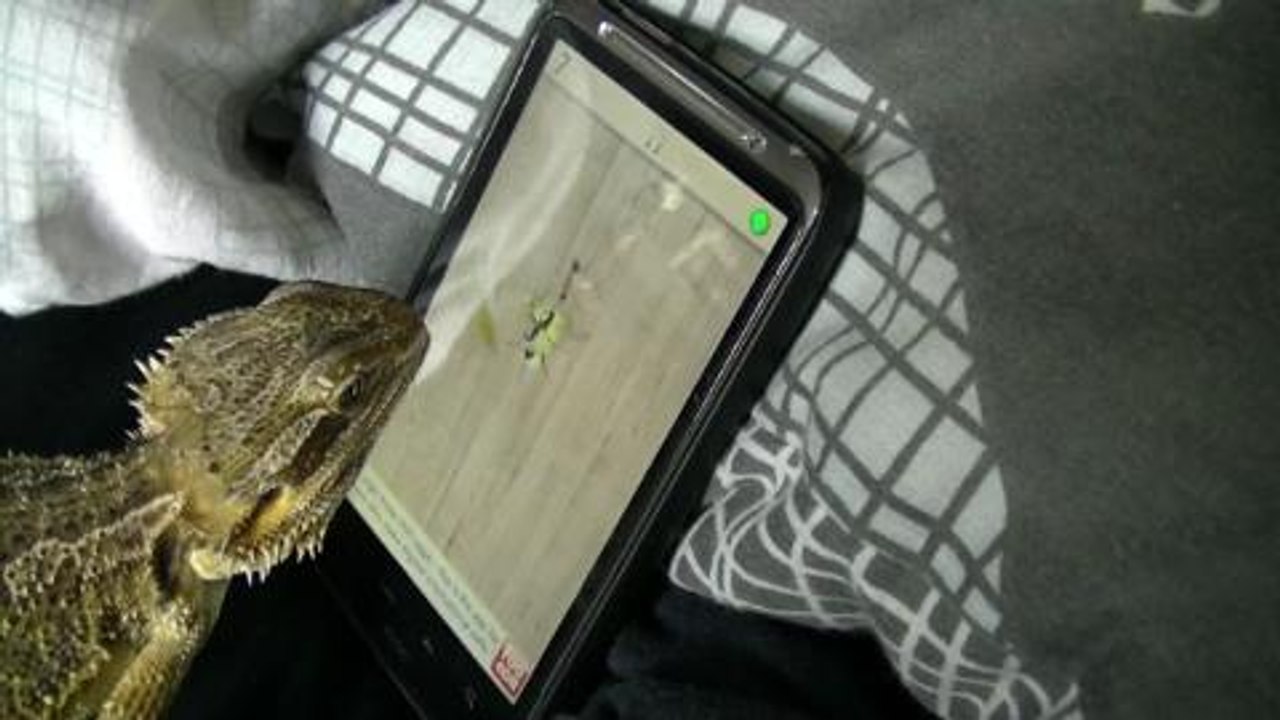 Un dragón barbudo (Pogona Vitticeps) cazando hormigas en un Android