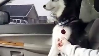 funniest dog videos ever in the world