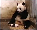 Female panda gave birth to her baby: