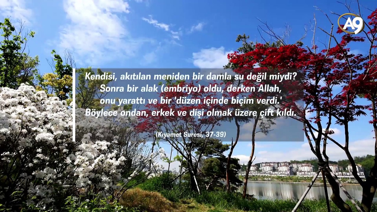 Bebeğin cinsiyeti