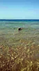 Водоплавающее. Смешные приколы собаки