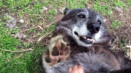 A very happy wolf