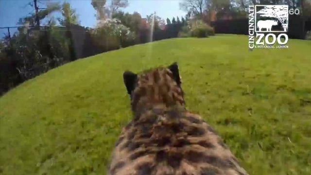 See What Happens When a Zoo Puts GoPro on a Cheetah