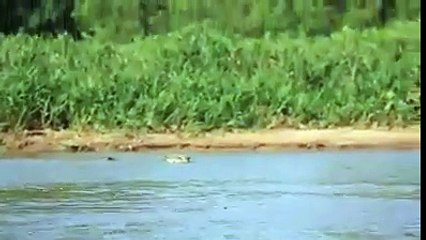 فيديو رائع-مشهد نمر يفترس تمساح