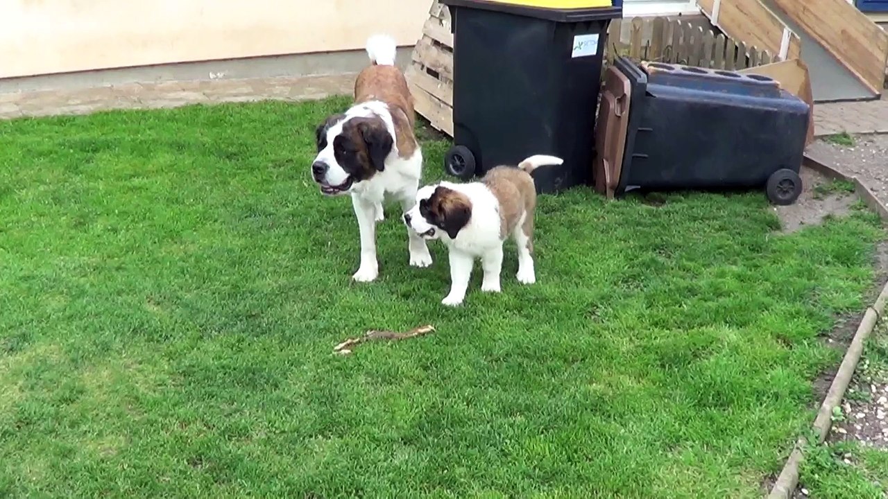 MEGG et sa mère HENDJIE 2016-05-26