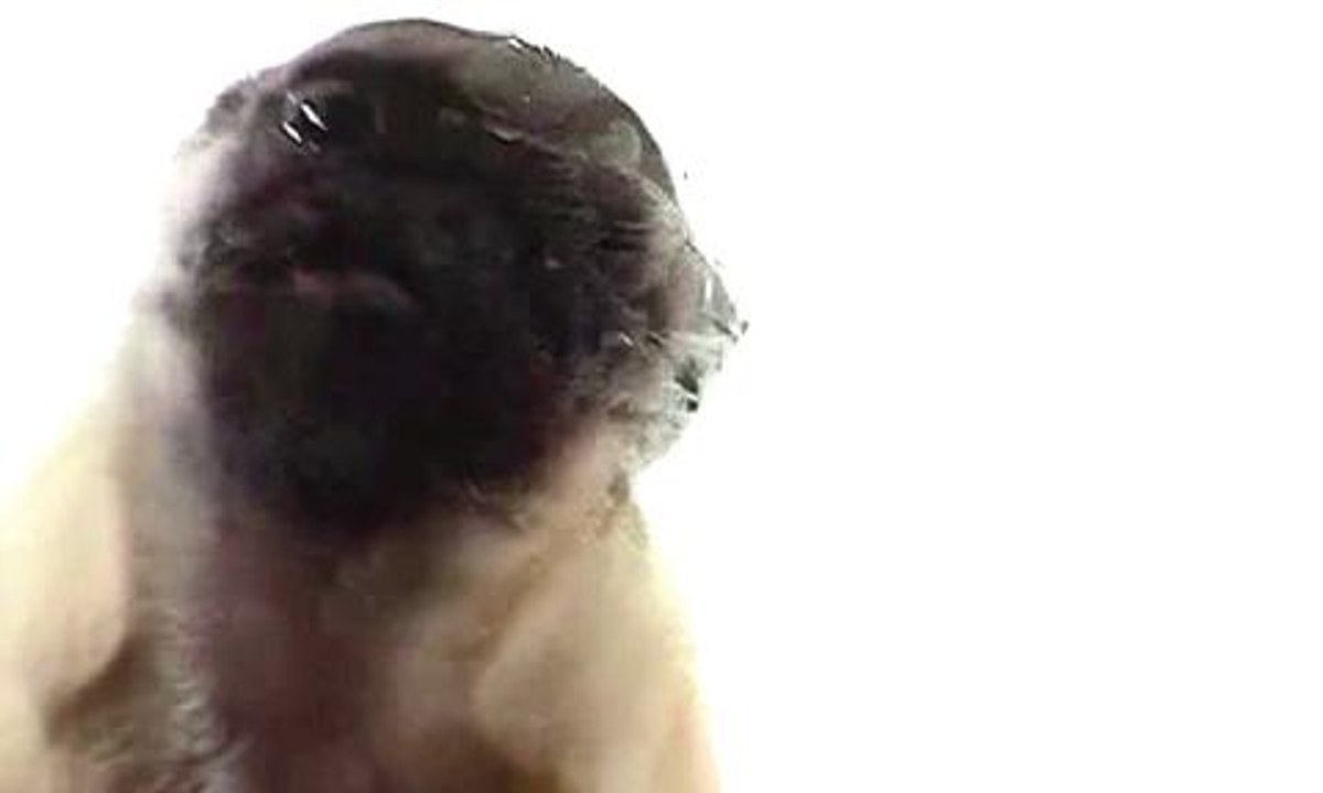 Dog Screen Cleaner