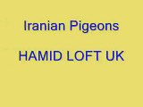 Iranian Pigeons 10 ( Mr Hamid Loft Uk )