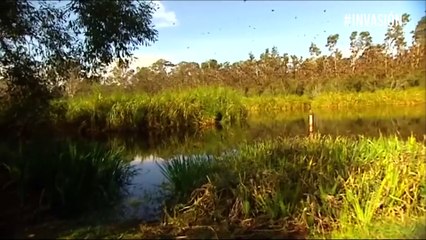 Murciélagos se apoderaron del cielo australiano
