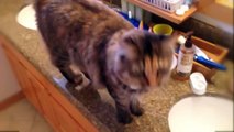 Funny Cats Say Meow (Funny Video cats) Смешное видео