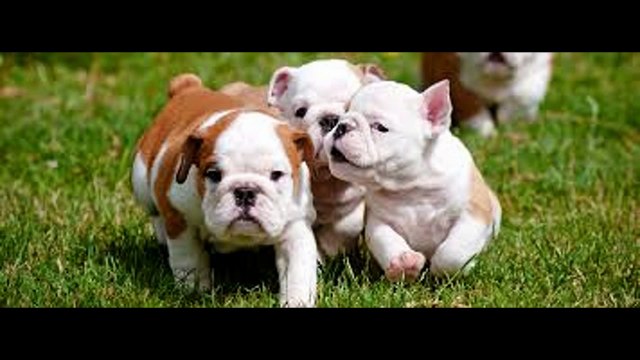 well and healthy puppies Stirling collies