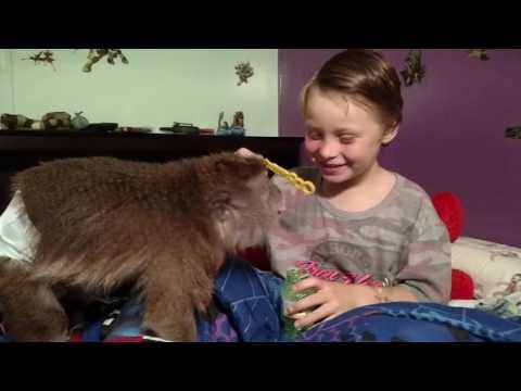 Howler Monkey and Little Boy Play With Bubbles