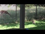 Cute Fawn Returns From Back Garden to Its Mother