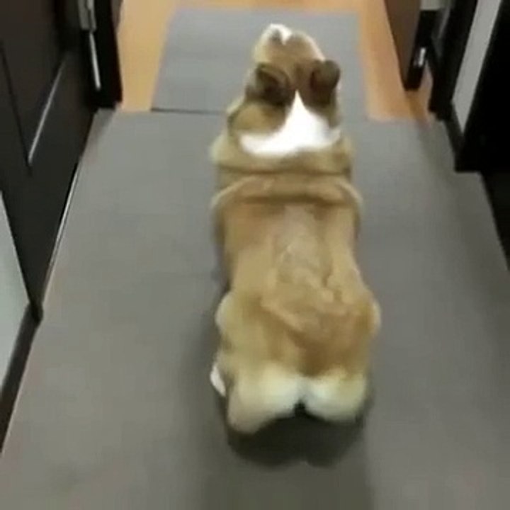 CUTE DOG DANCING BUBBLE BUTT!! LOL