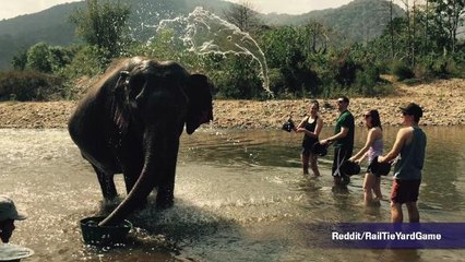 Can You Find The Second Elephant Hidden In This Photograph