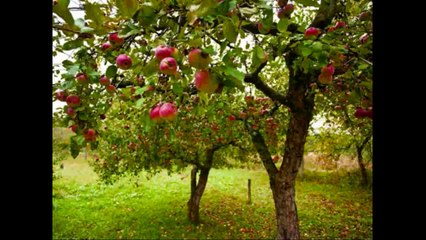 Charlie Chaplin's Speech To Save Humanity (The Great Dictator, 1940)