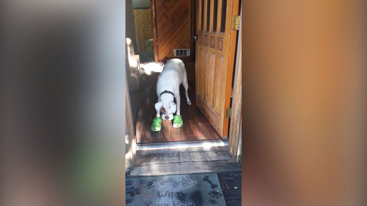 Boxer Dog Struts His Crocs Like A True Fashionista