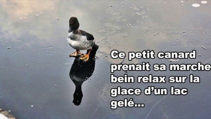 Cet homme sauve un canard agonisant coincé sous la glace d’un lac!