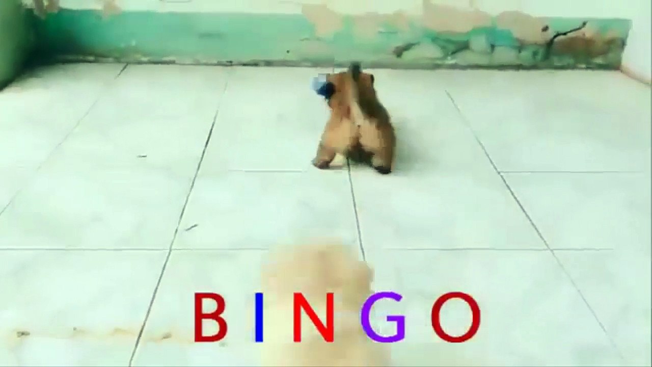 Nhac thieu nhi Cún con de thuong