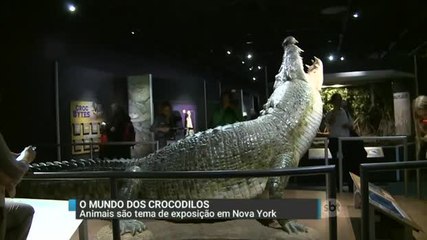 Download Video: EUA: Crocodilos são tema de exposição em Nova York