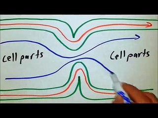 F.Sc Biology; Chapter 4; Cell Wall