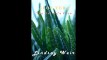 Aloe Vera The Natures Cure The Natural Cure Book 1