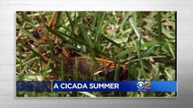 Last Week Tonight with John Oliver: Cicadas (Web Exclusive)