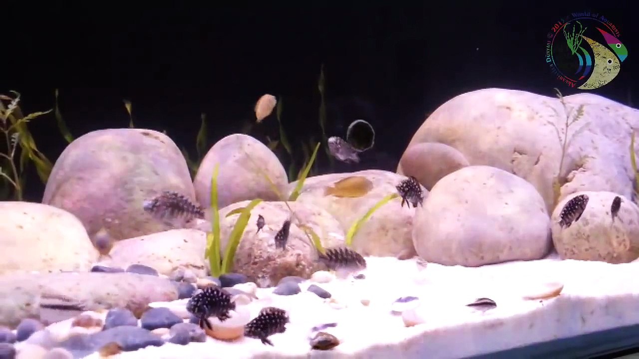 Tanganyika Akvaryumu Tanganyika Aquarium