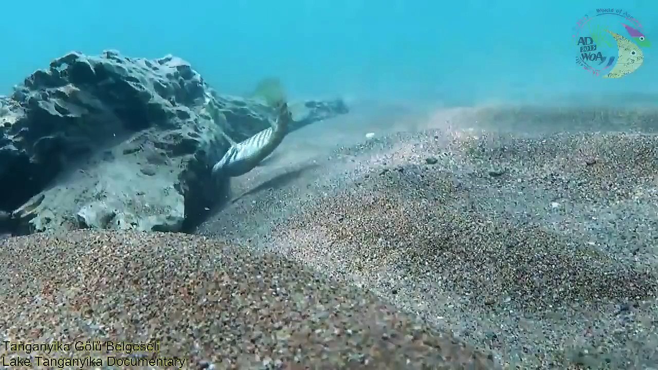 Tanganyika Gölü Belgeseli Lake Tanganyika Documentary