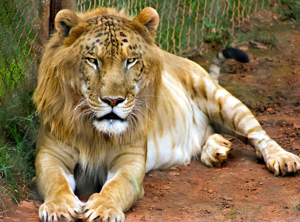 10 Hybrid Animals You Wouldn’t Believe Exist