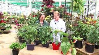 Grafted Vegetable Plants