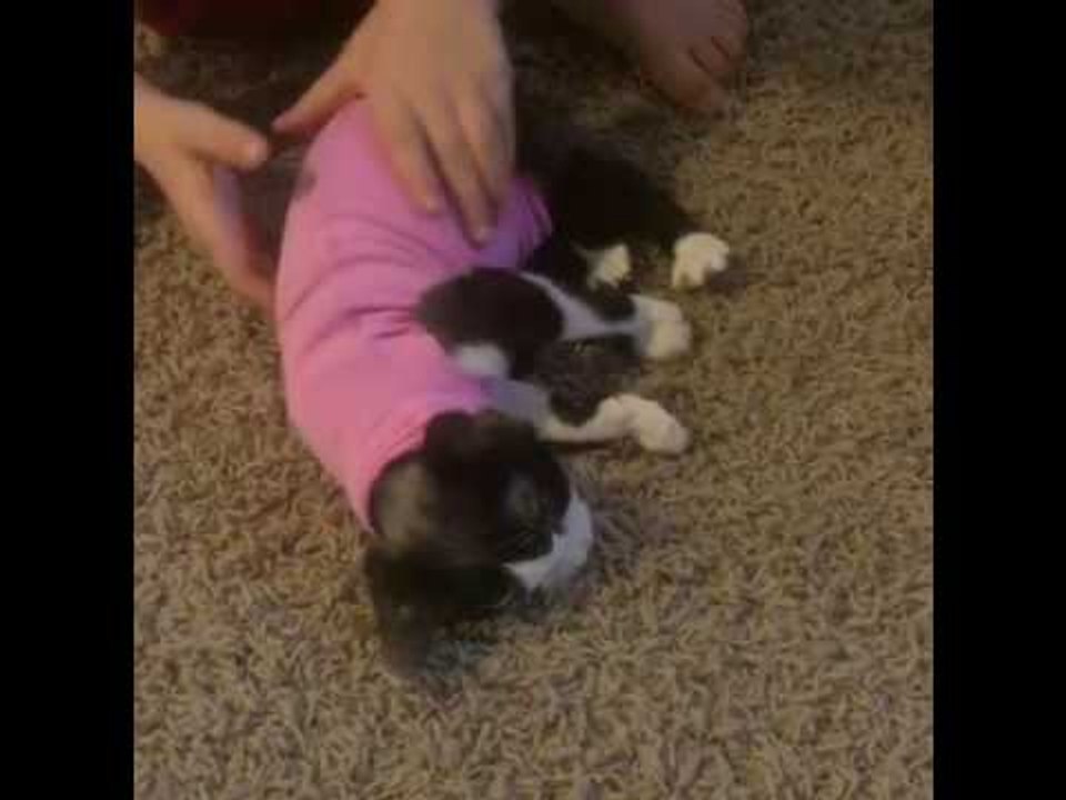 Poor Cat Unable to Cope With Sweater