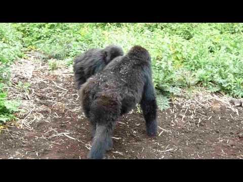 Gorillas Playfully Beat Chest and Thump Ground